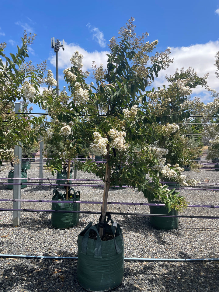 Lagerstroemia Indica &