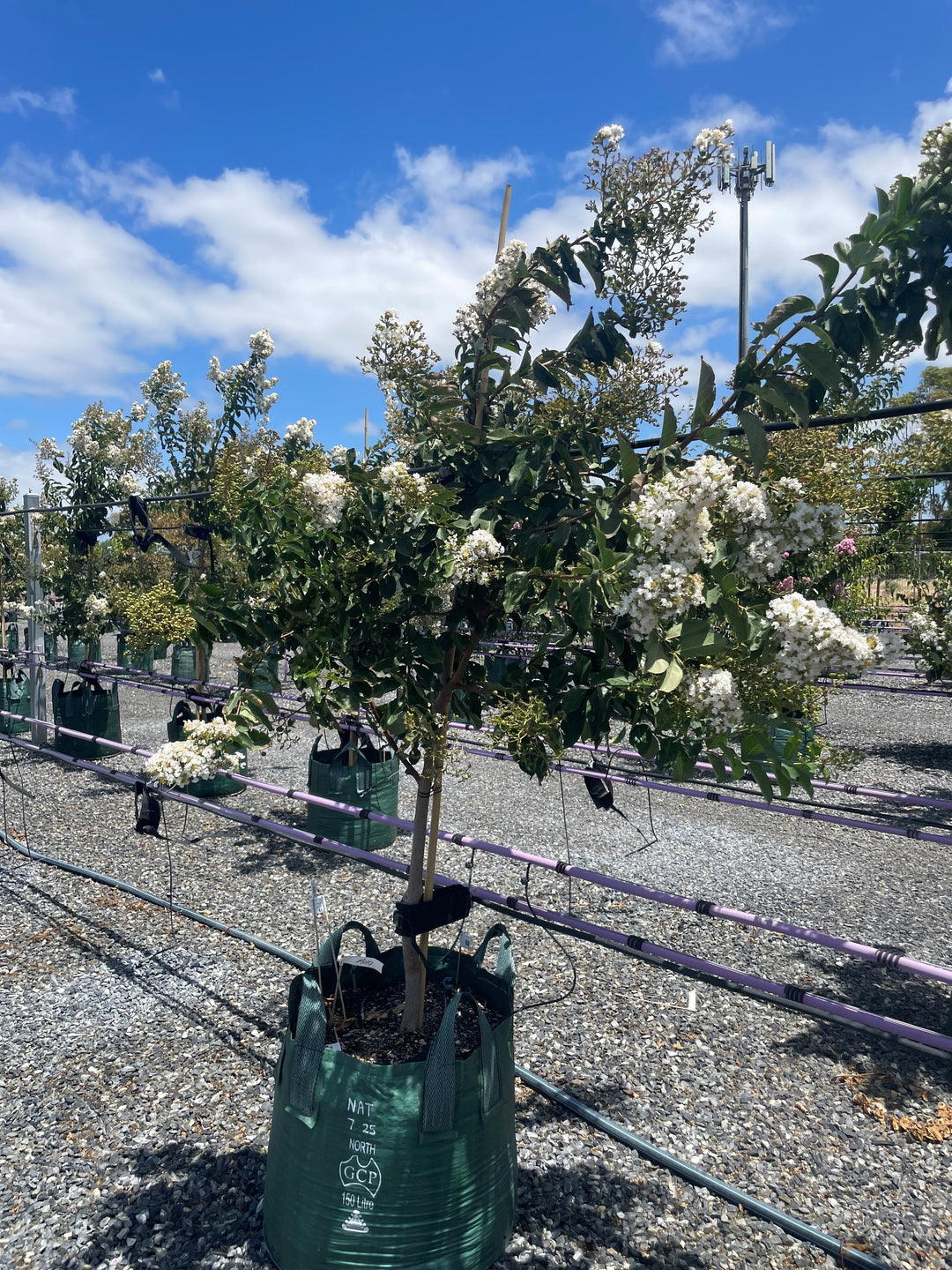 Lagerstroemia Indica &