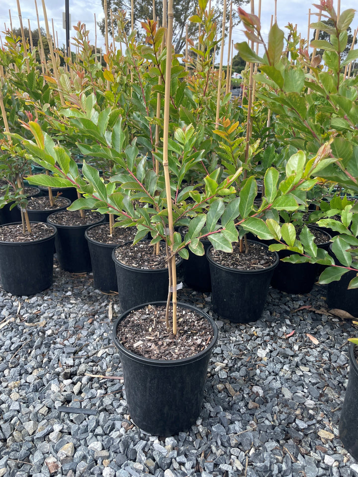 Lagerstroemia Indica &