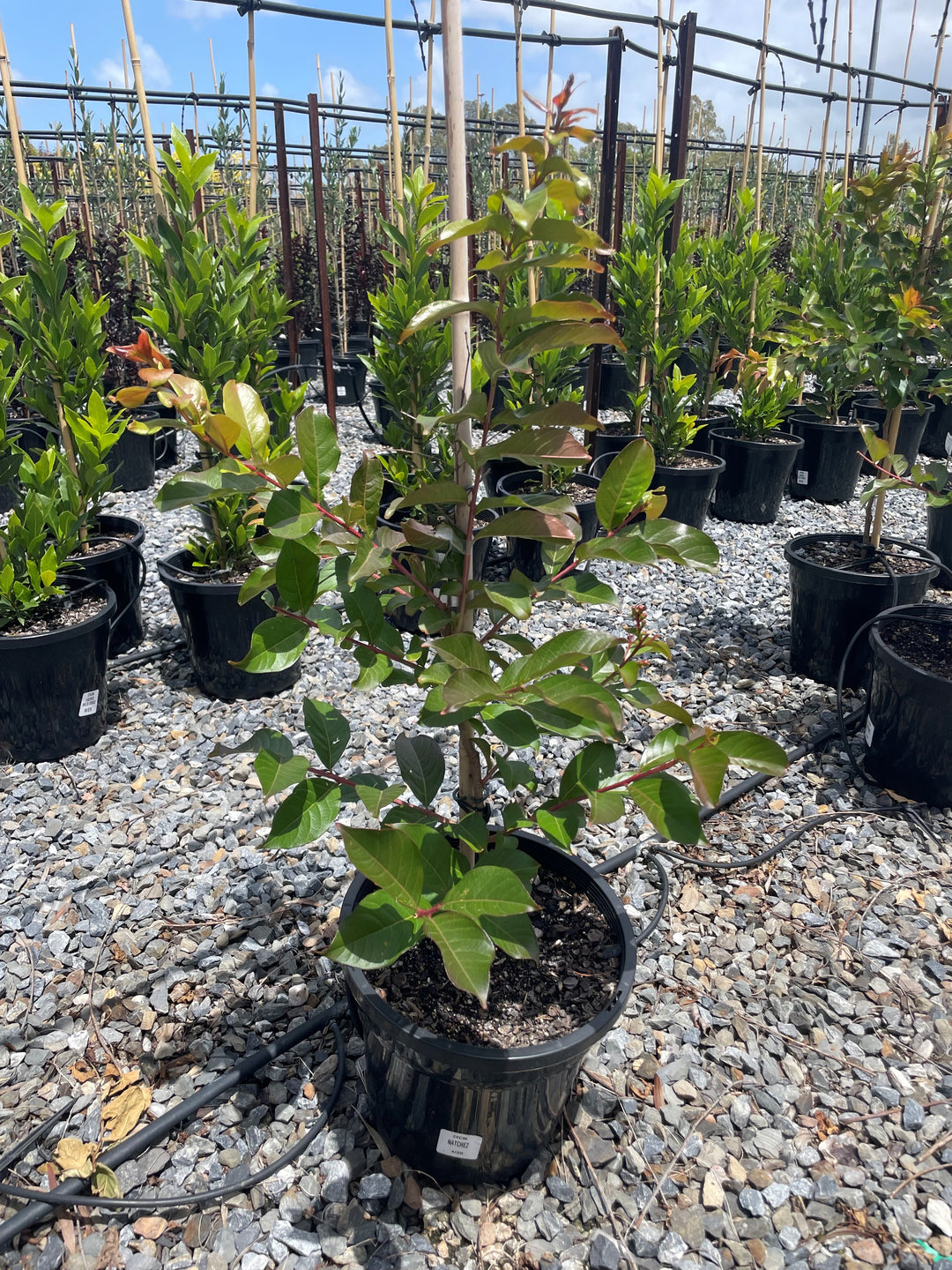 Lagerstroemia Indica &