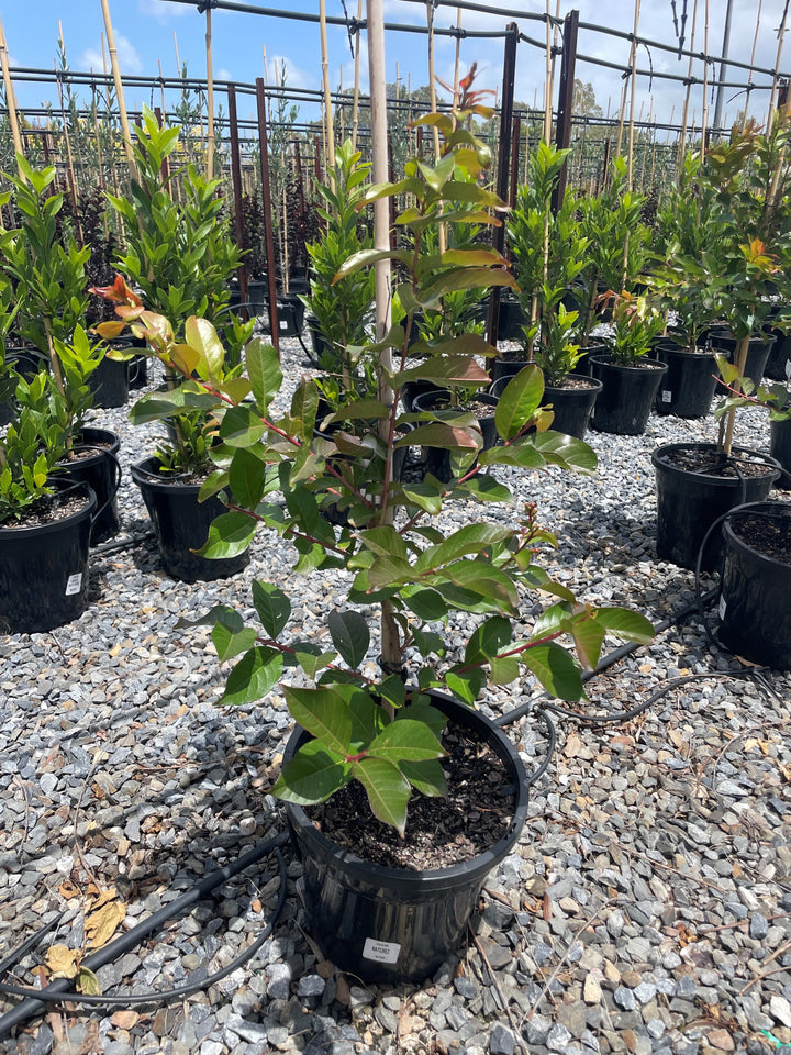 Lagerstroemia Indica &