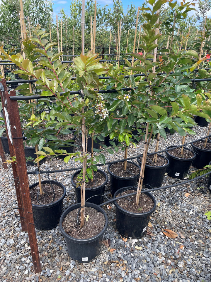 Lagerstroemia Indica 'Natchez'