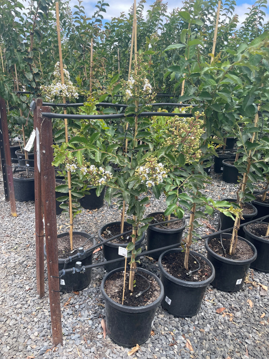 Lagerstroemia Indica &