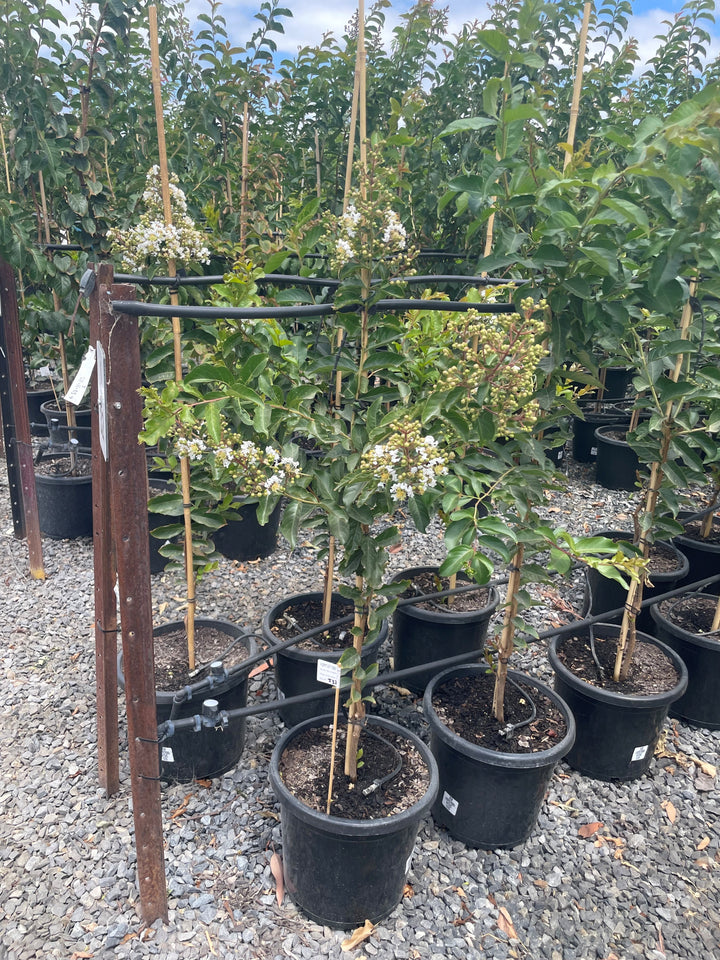 Lagerstroemia Indica &