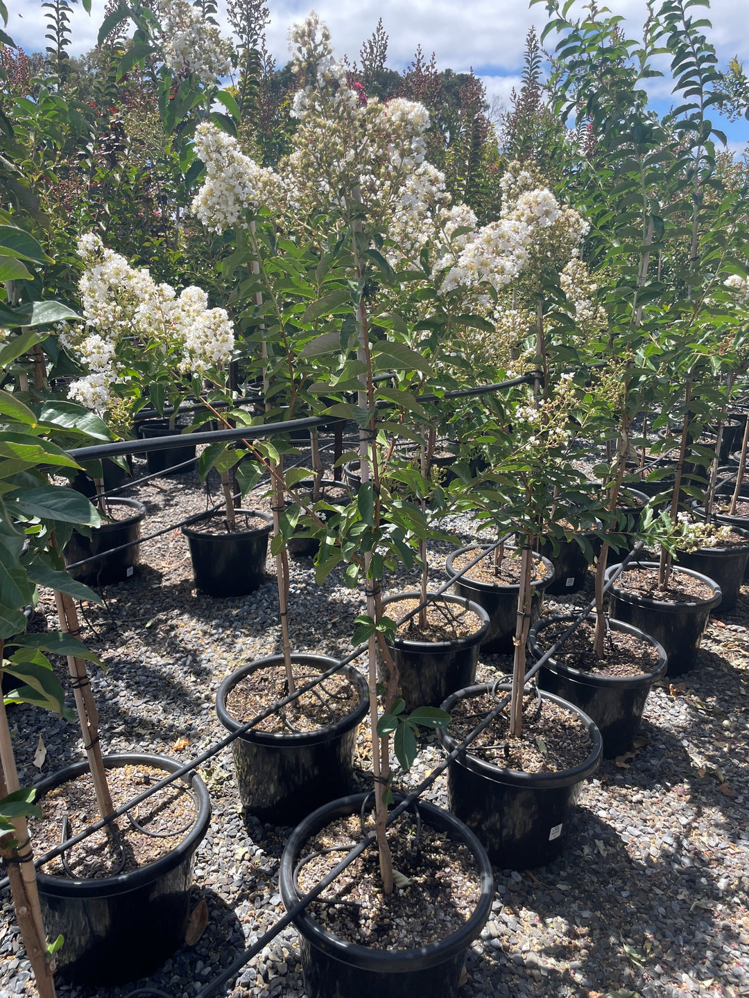 Lagerstroemia Indica &