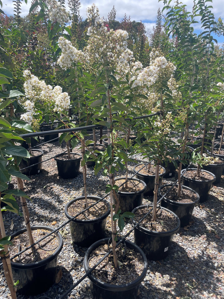 Lagerstroemia Indica &