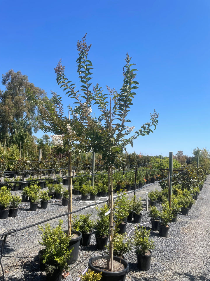 Lagerstroemia Indica &