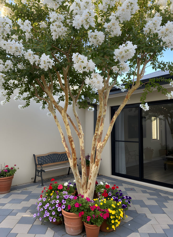Lagerstroemia Indica &