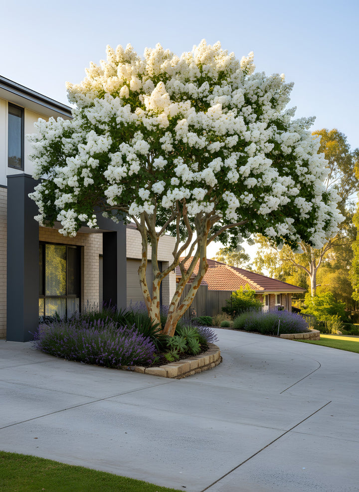 Lagerstroemia Indica &