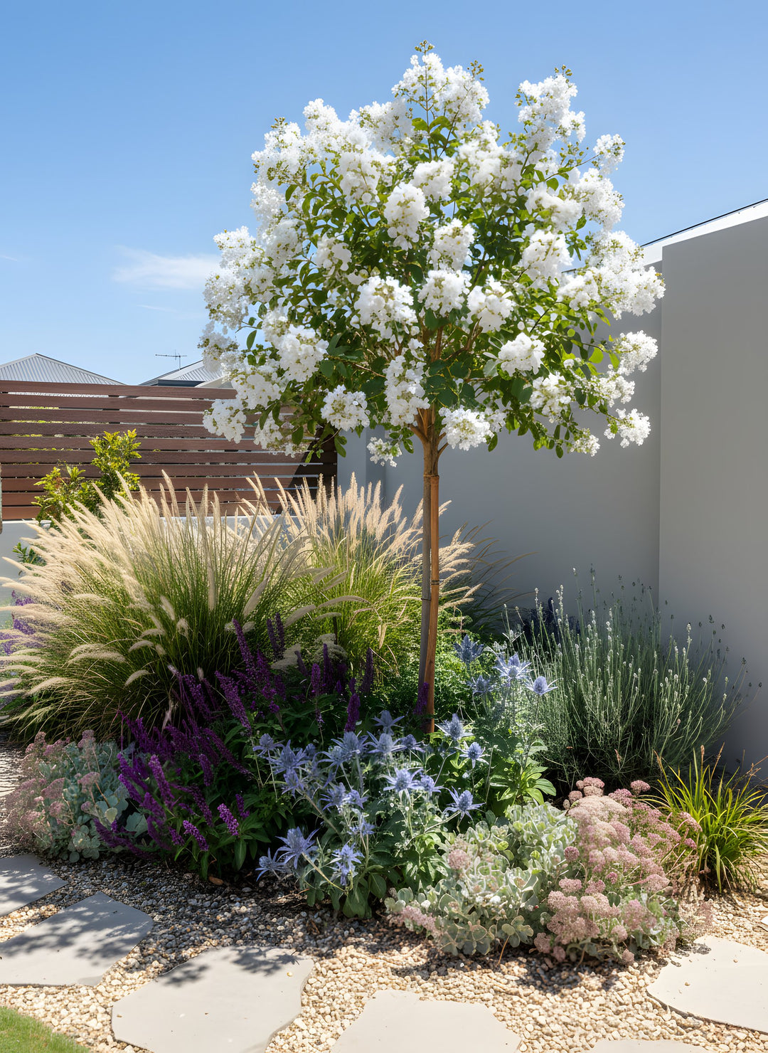 Lagerstroemia Indica &