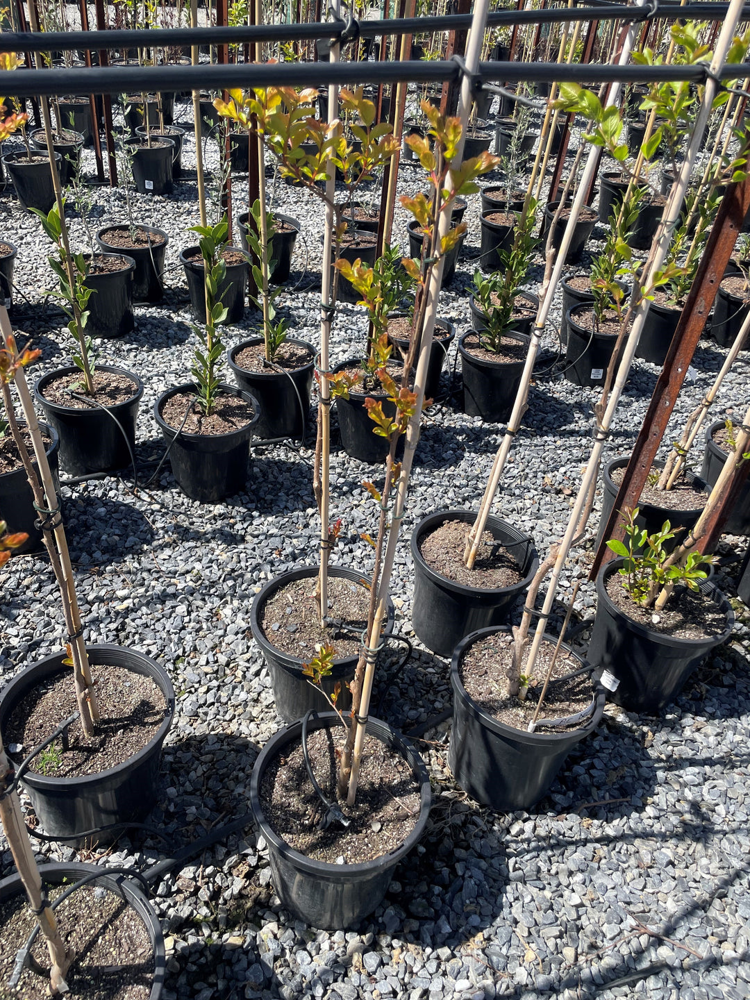 Lagerstroemia Indica 'Sioux'