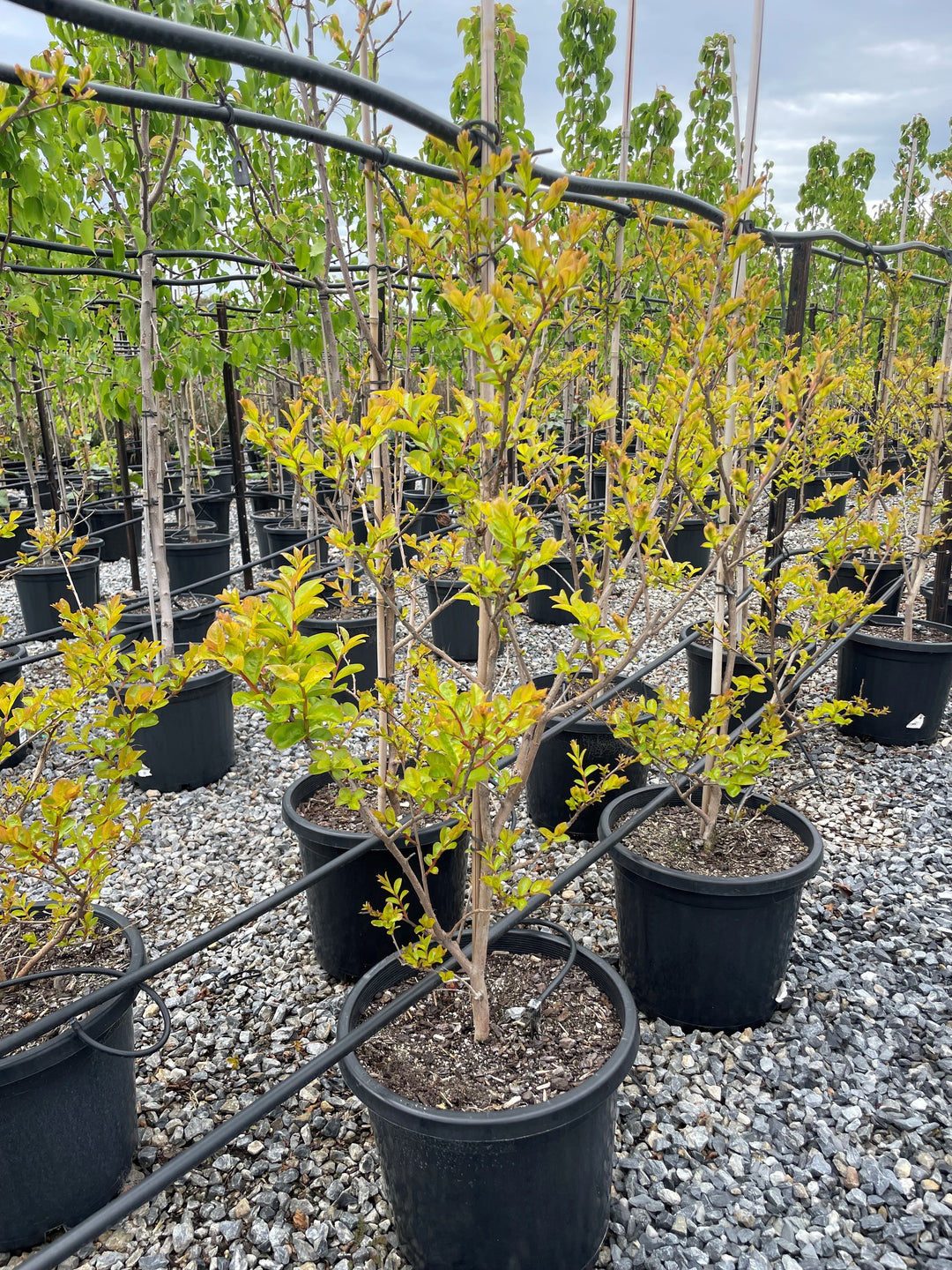 Lagerstroemia Indica 'Sioux'