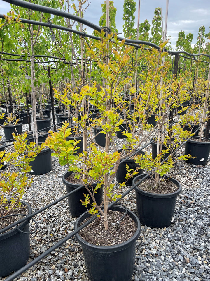 Lagerstroemia Indica 'Sioux'