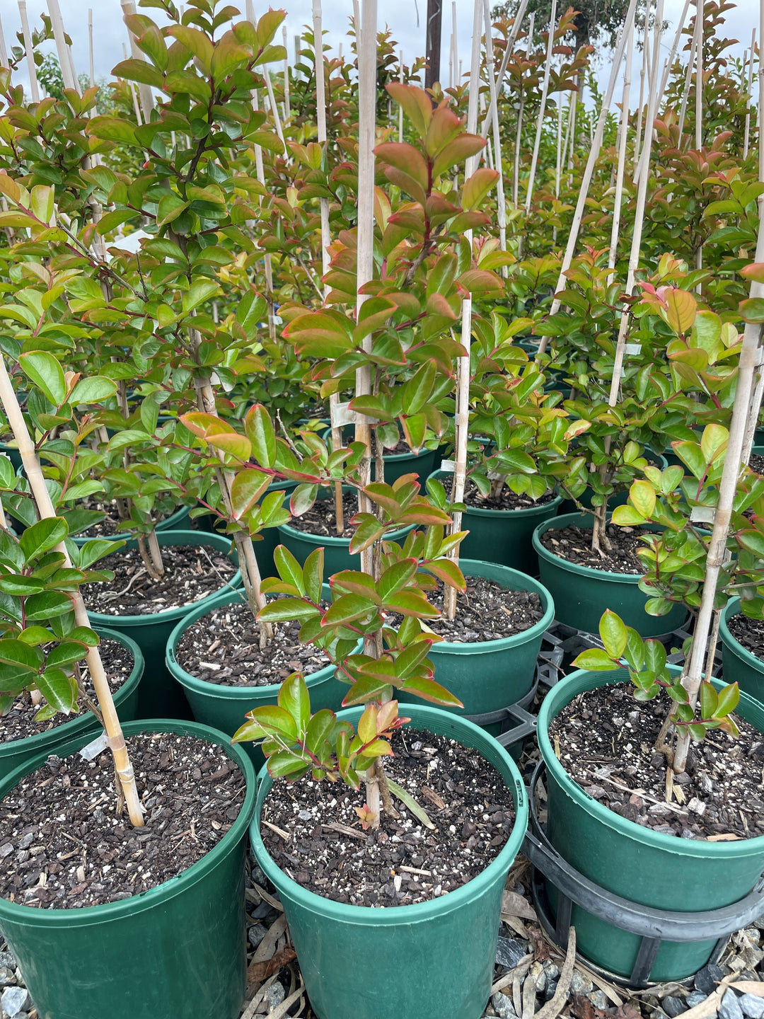Lagerstroemia Indica &
