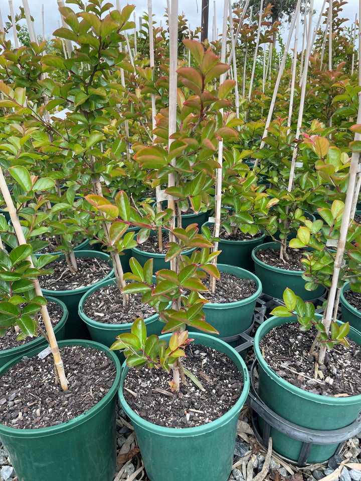 Lagerstroemia Indica &