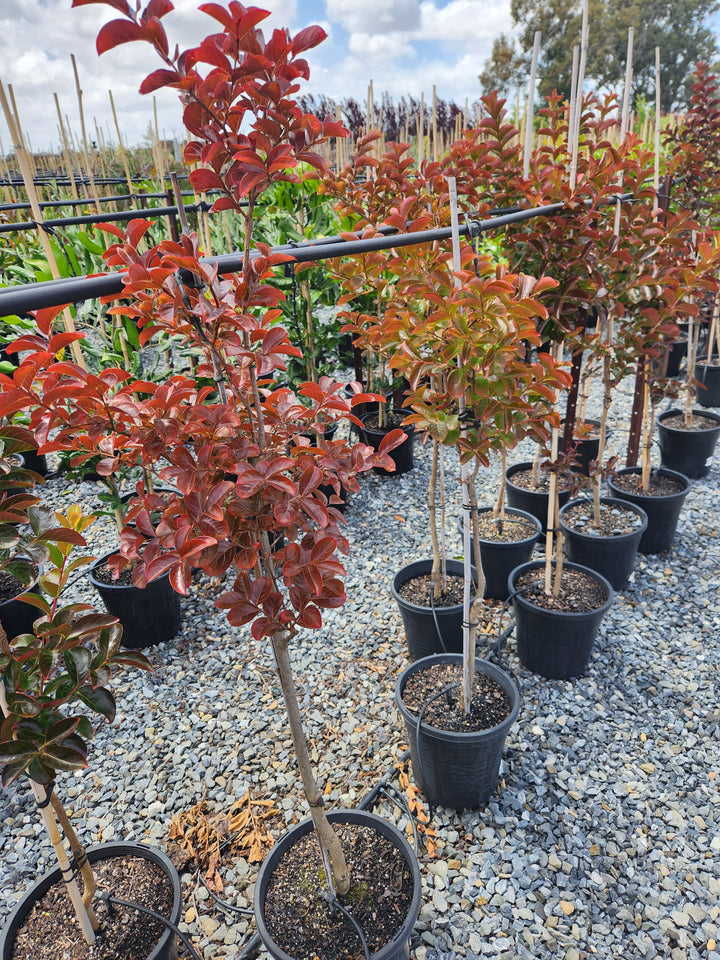 Lagerstroemia Indica &