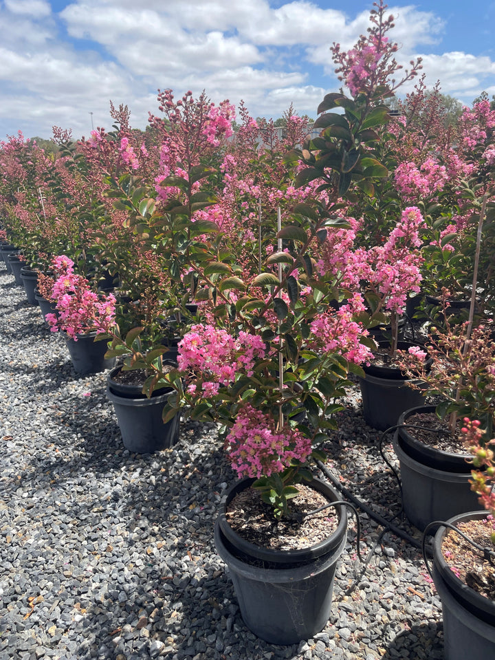 Lagerstroemia Indica &