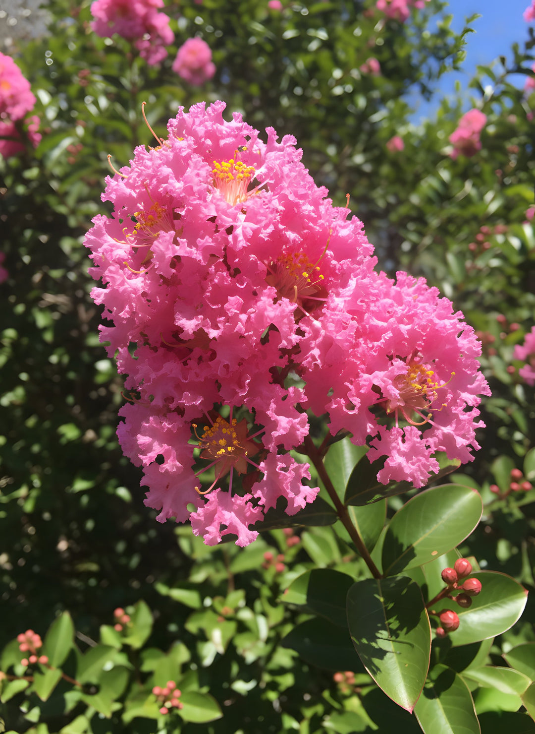 Lagerstroemia Indica 'Sioux' 200mm Pot for sale Adelaide Plant Co