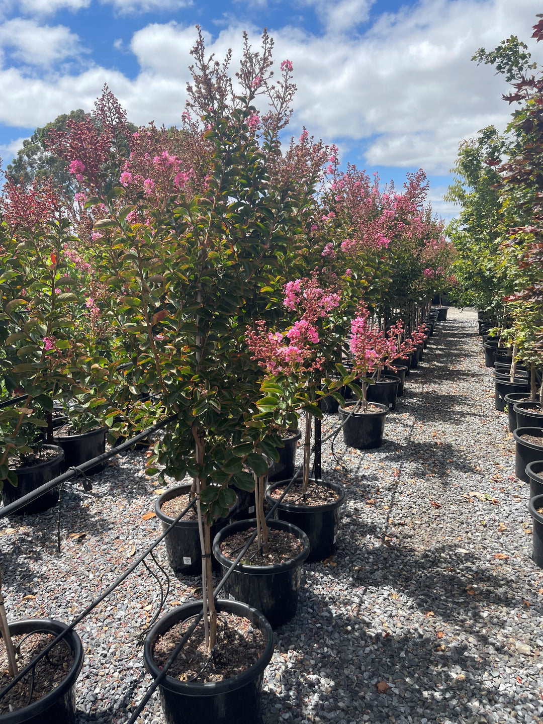 Lagerstroemia Indica &