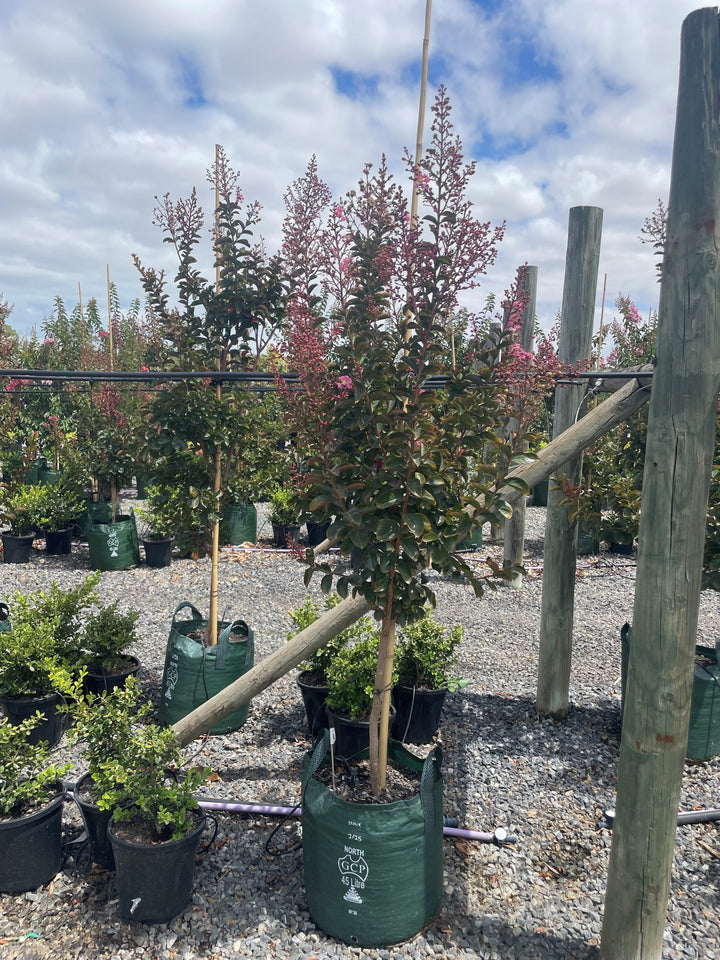 Lagerstroemia Indica &