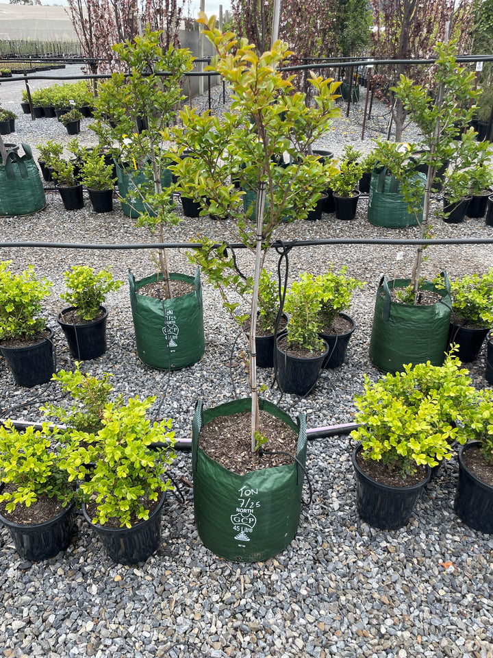 Lagerstroemia Indica 'Tonto'