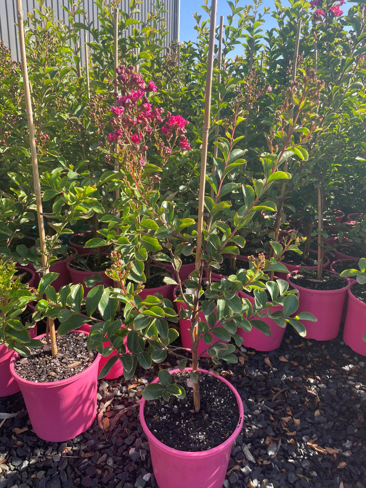 Lagerstroemia Indica 'Tonto'
