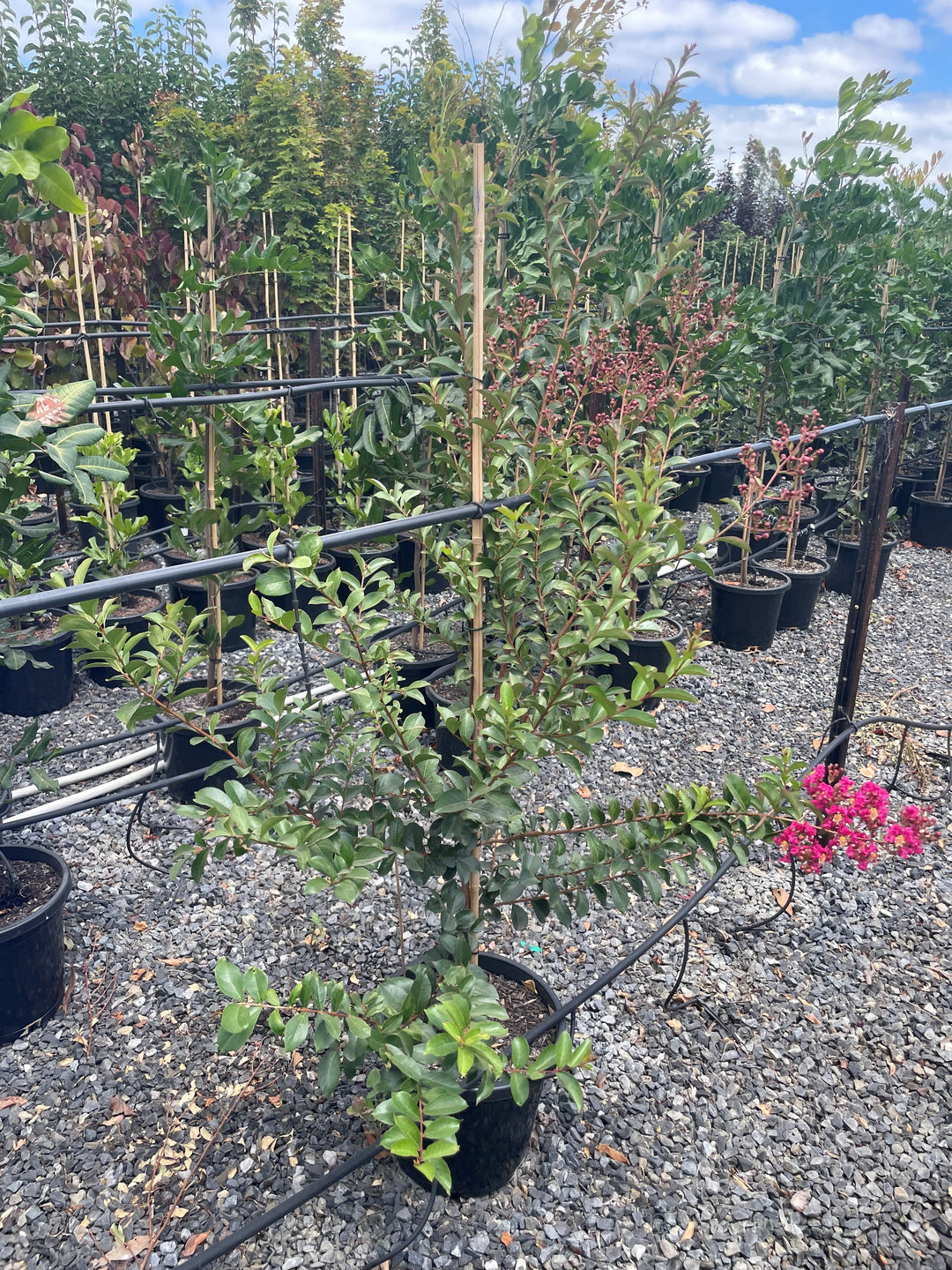 Lagerstroemia Indica 'Tonto'