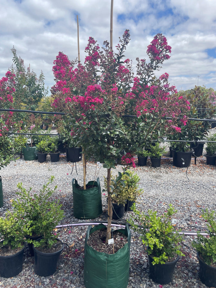 Lagerstroemia Indica 'Tonto'