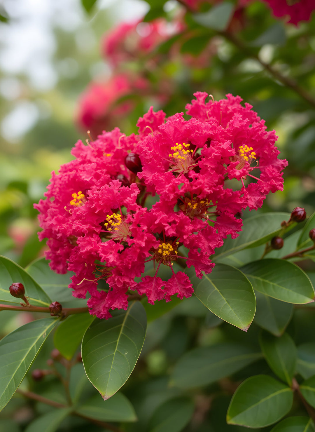 Lagerstroemia Indica 'Tonto' 200mm Pot for sale Adelaide Plant Co