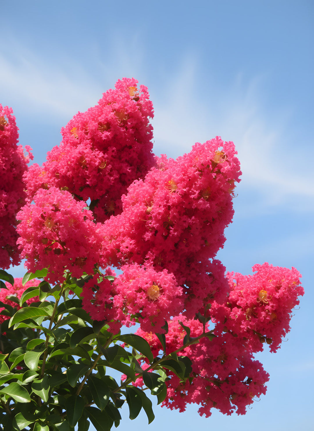 Lagerstroemia Indica 'Tuscarora' 200mm Pot for sale Adelaide Plant Co