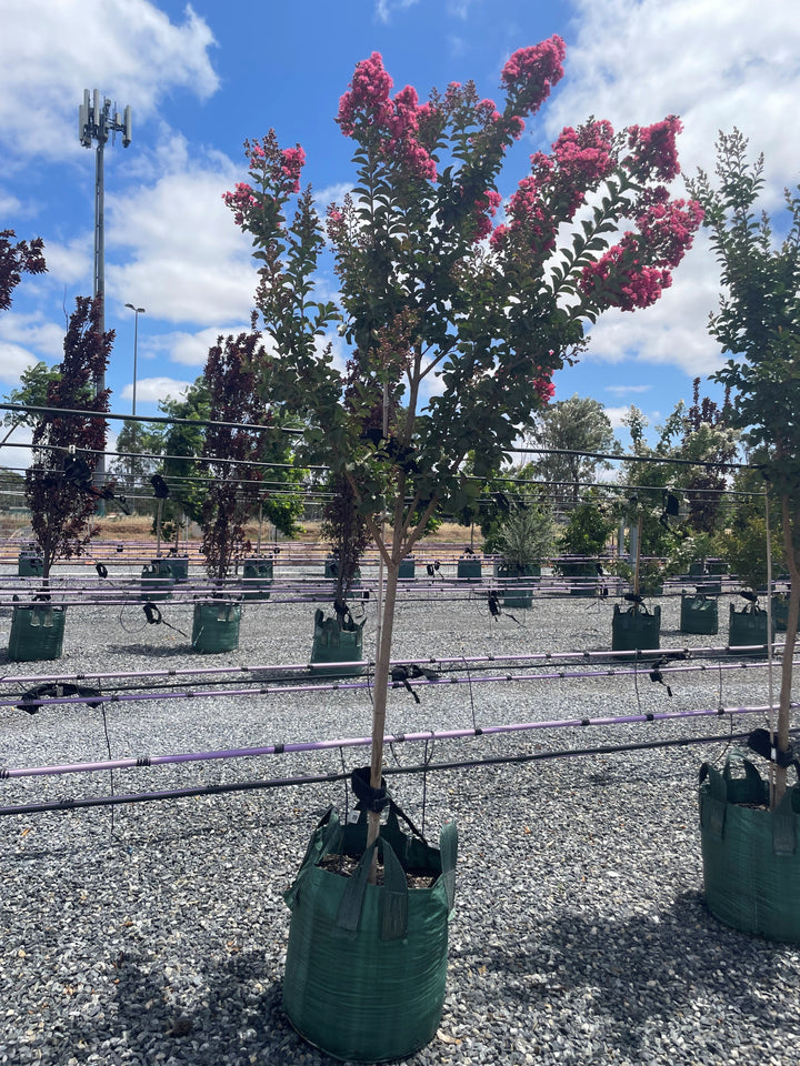 Lagerstroemia Indica 'Tuscarora'