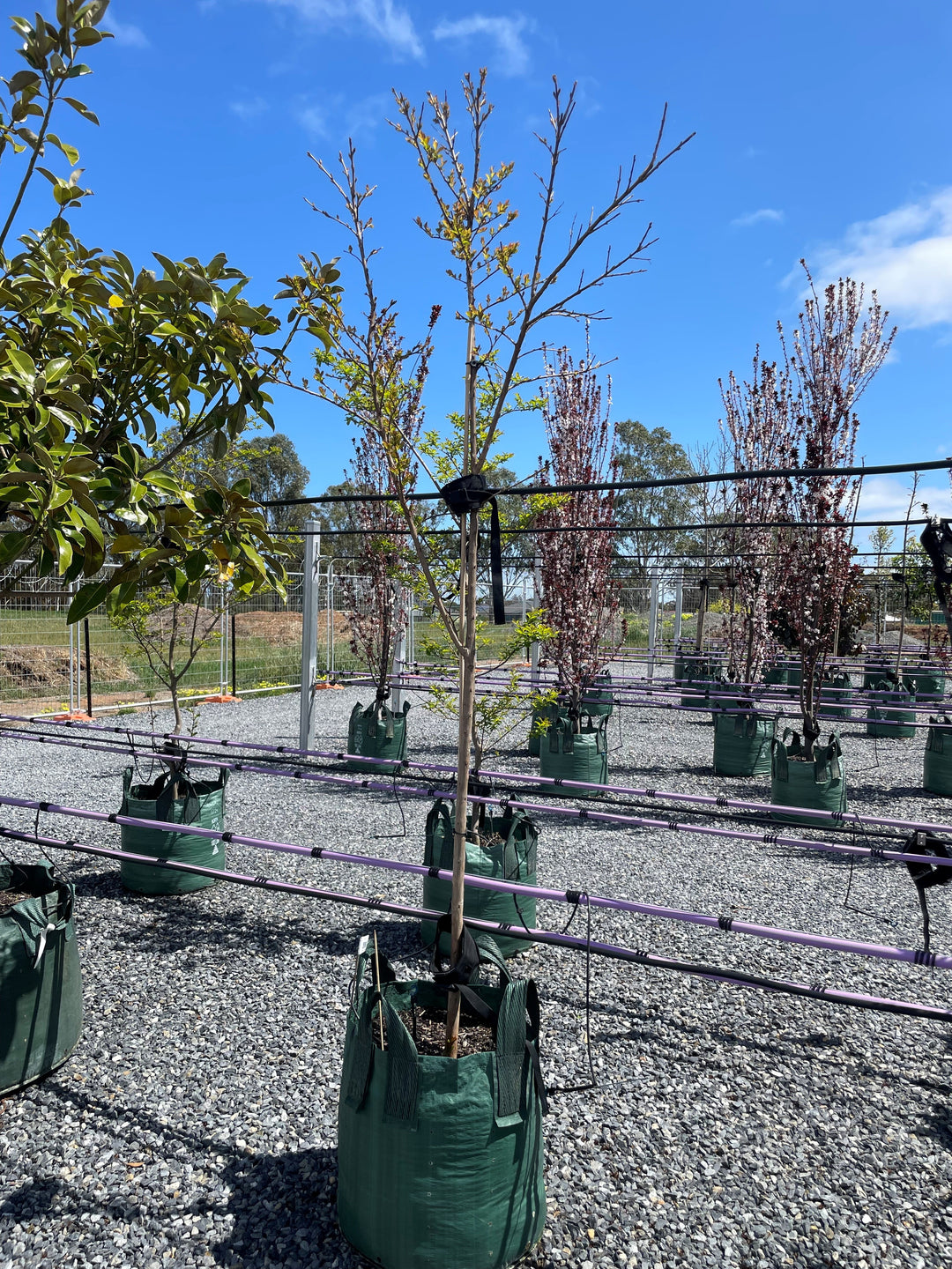 Lagerstroemia Indica 'Tuscarora'
