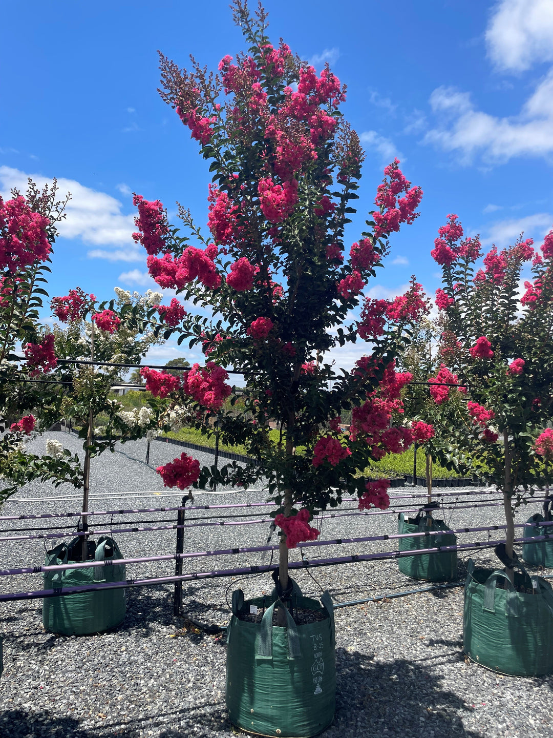 Lagerstroemia Indica 'Tuscarora'