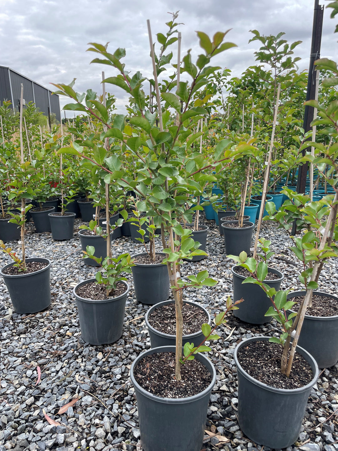 Lagerstroemia Indica 'Tuscarora'