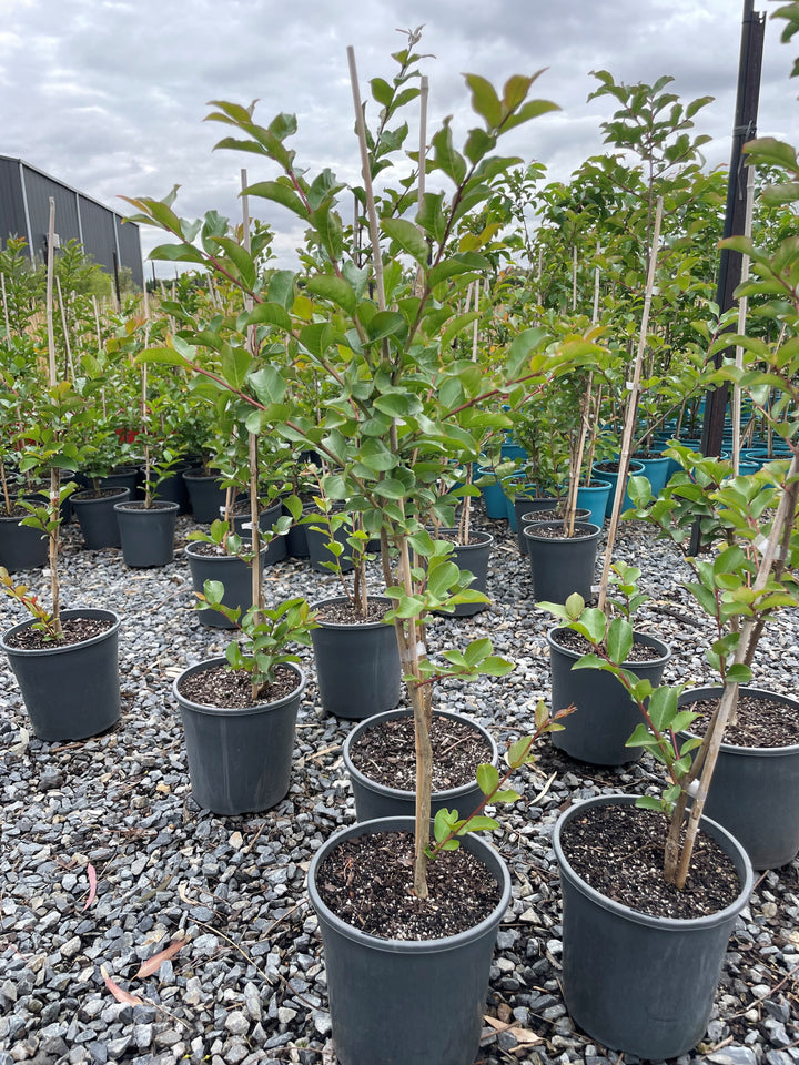 Lagerstroemia Indica 'Tuscarora'