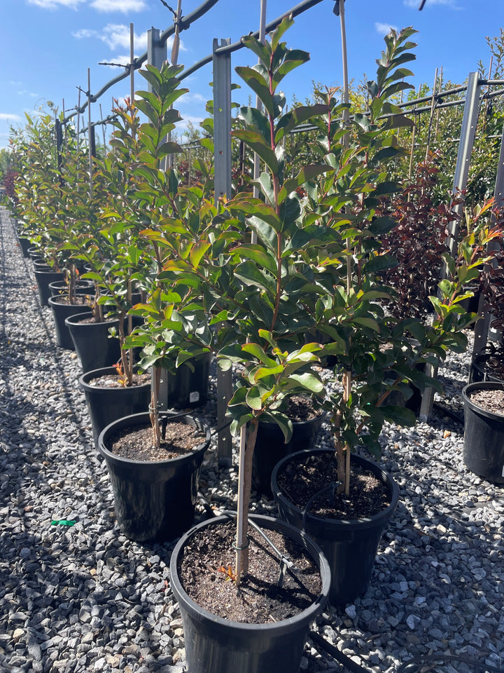 Lagerstroemia Indica 'Tuscarora'