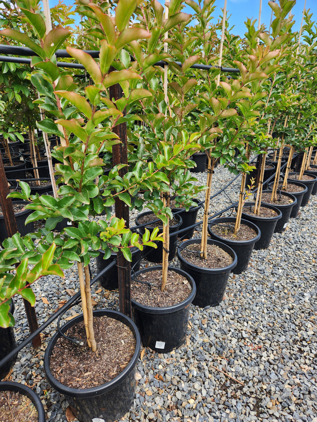 Lagerstroemia Indica 'Tuscarora'