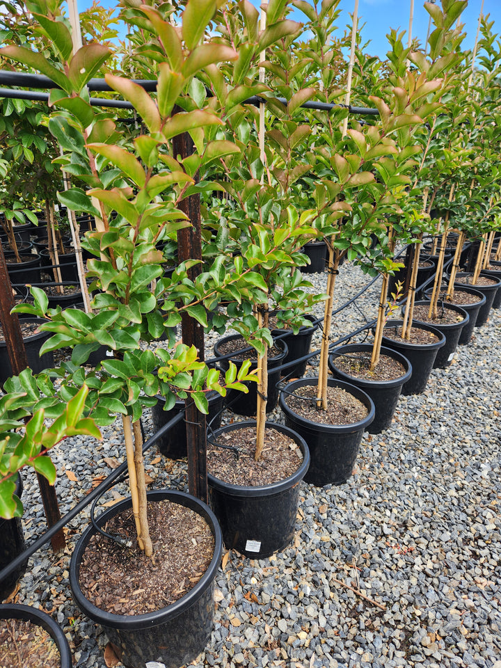Lagerstroemia Indica 'Tuscarora'