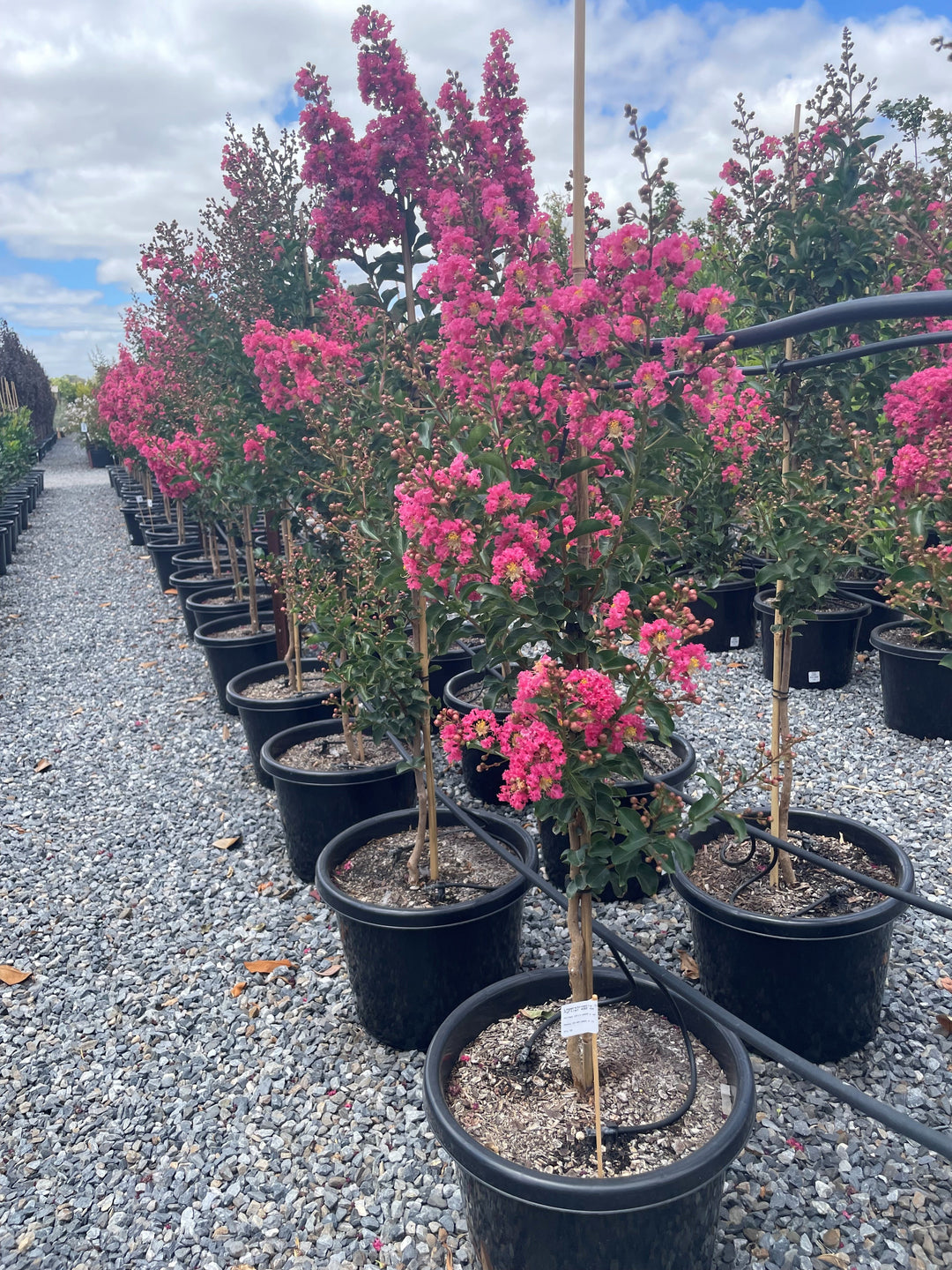 Lagerstroemia Indica 'Tuscarora'