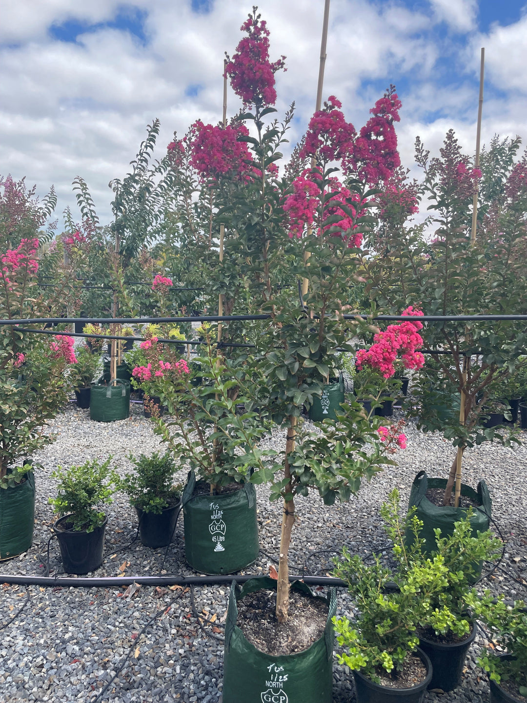 Lagerstroemia Indica 'Tuscarora'