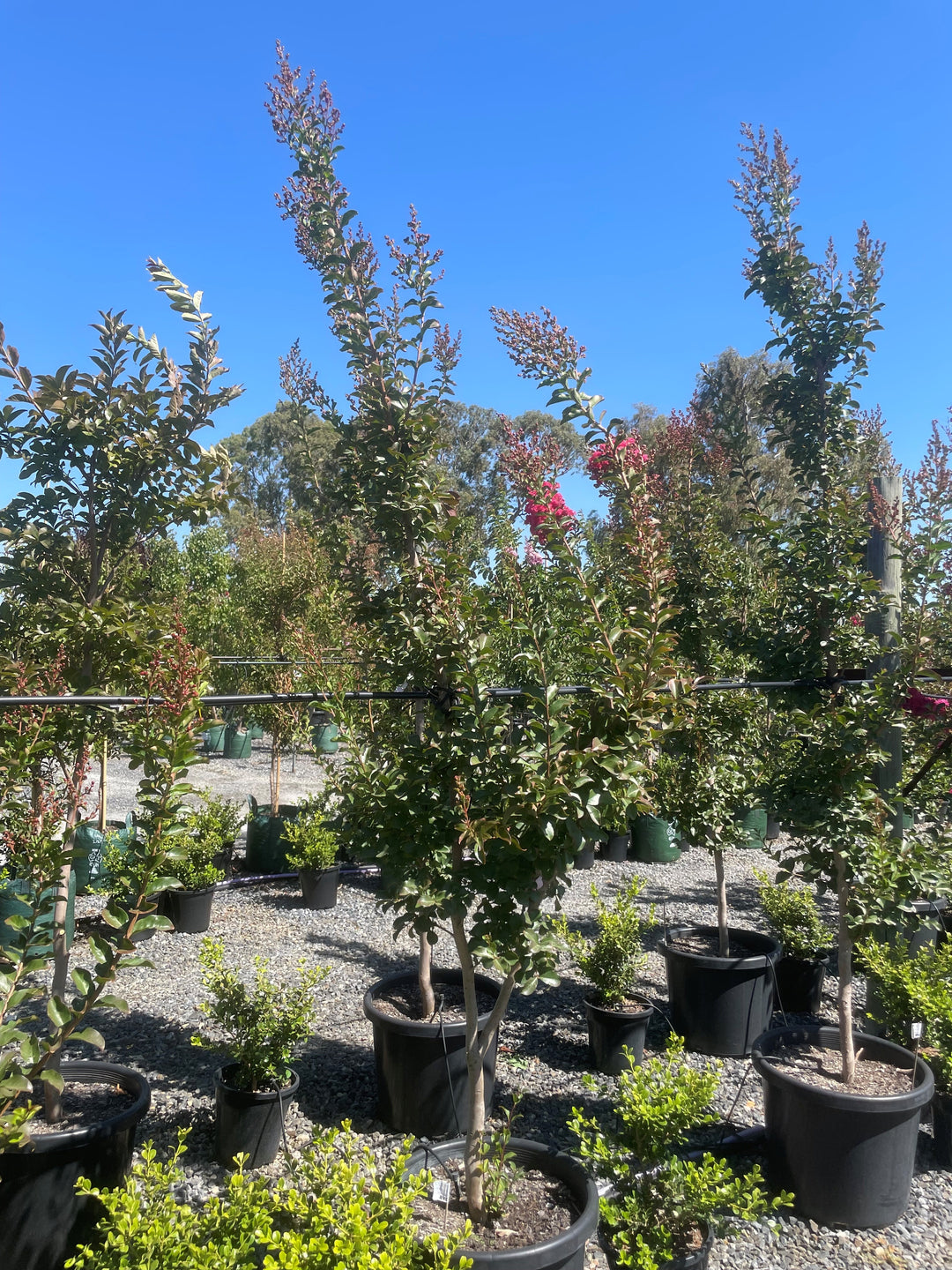 Lagerstroemia Indica 'Tuscarora'