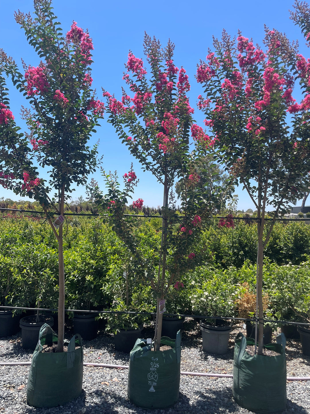 Lagerstroemia Indica &