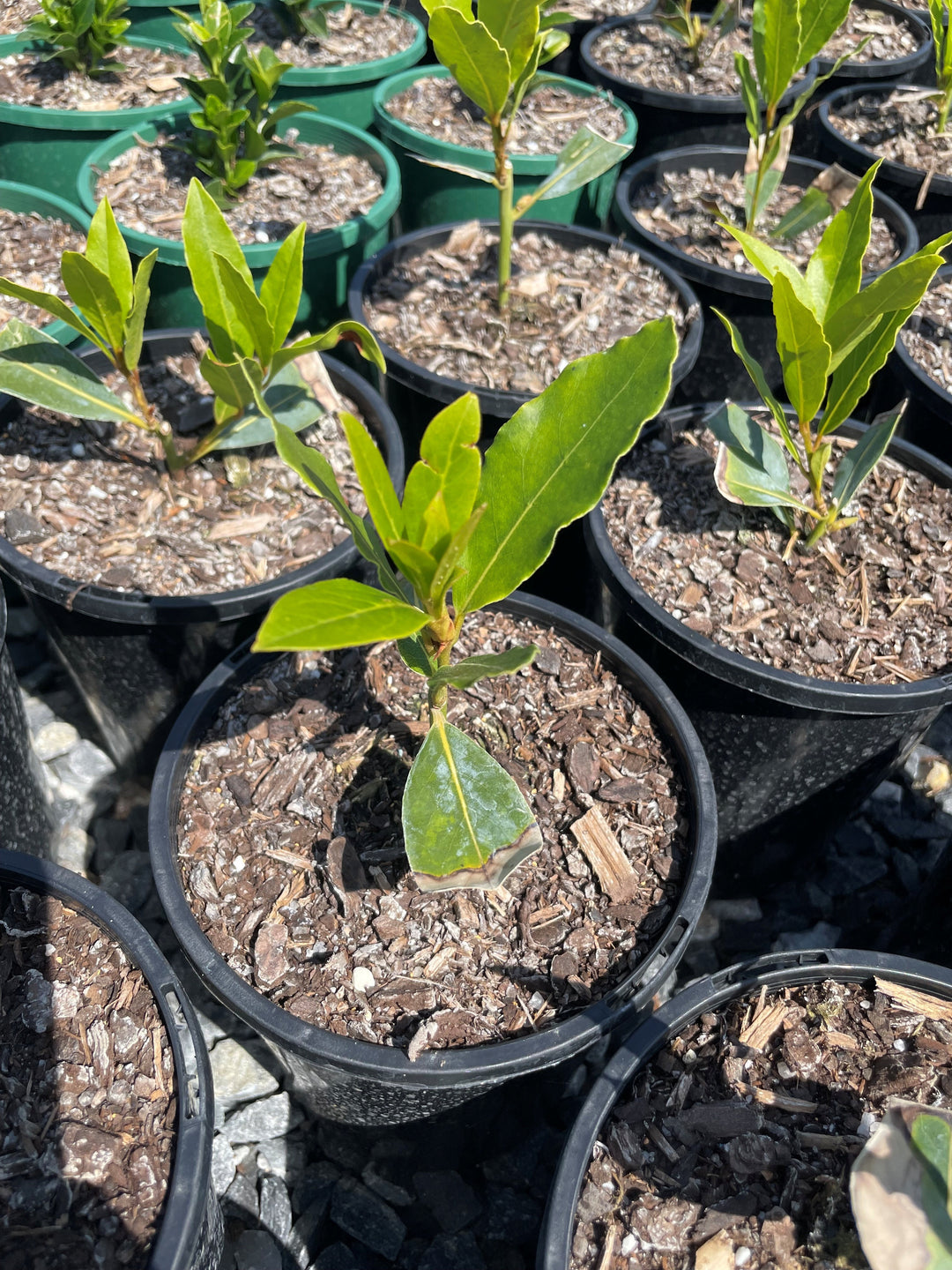 Laurus Nobilis 200mm Pot for sale Adelaide Plant Co