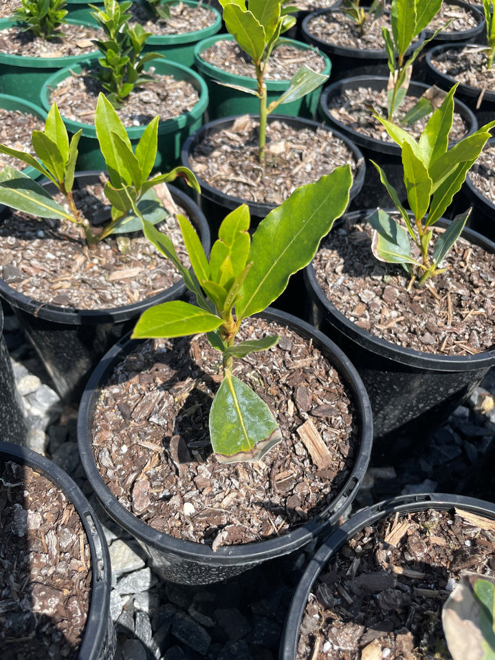 Laurus Nobilis 200mm Pot for sale Adelaide Plant Co