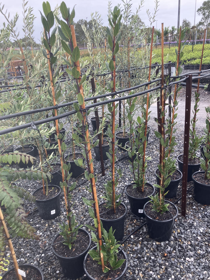 Laurus Nobilis 250mm Pot for sale Adelaide Plant Co