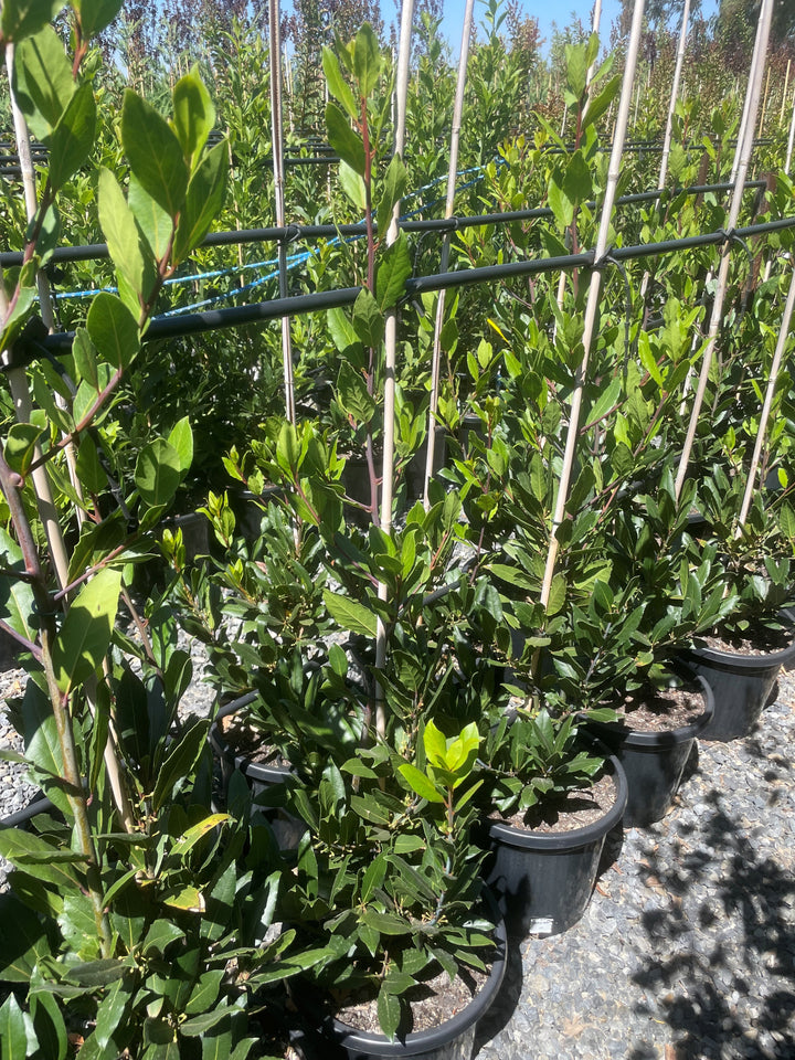 Laurus Nobilis 300mm Pot for sale Adelaide Plant Co