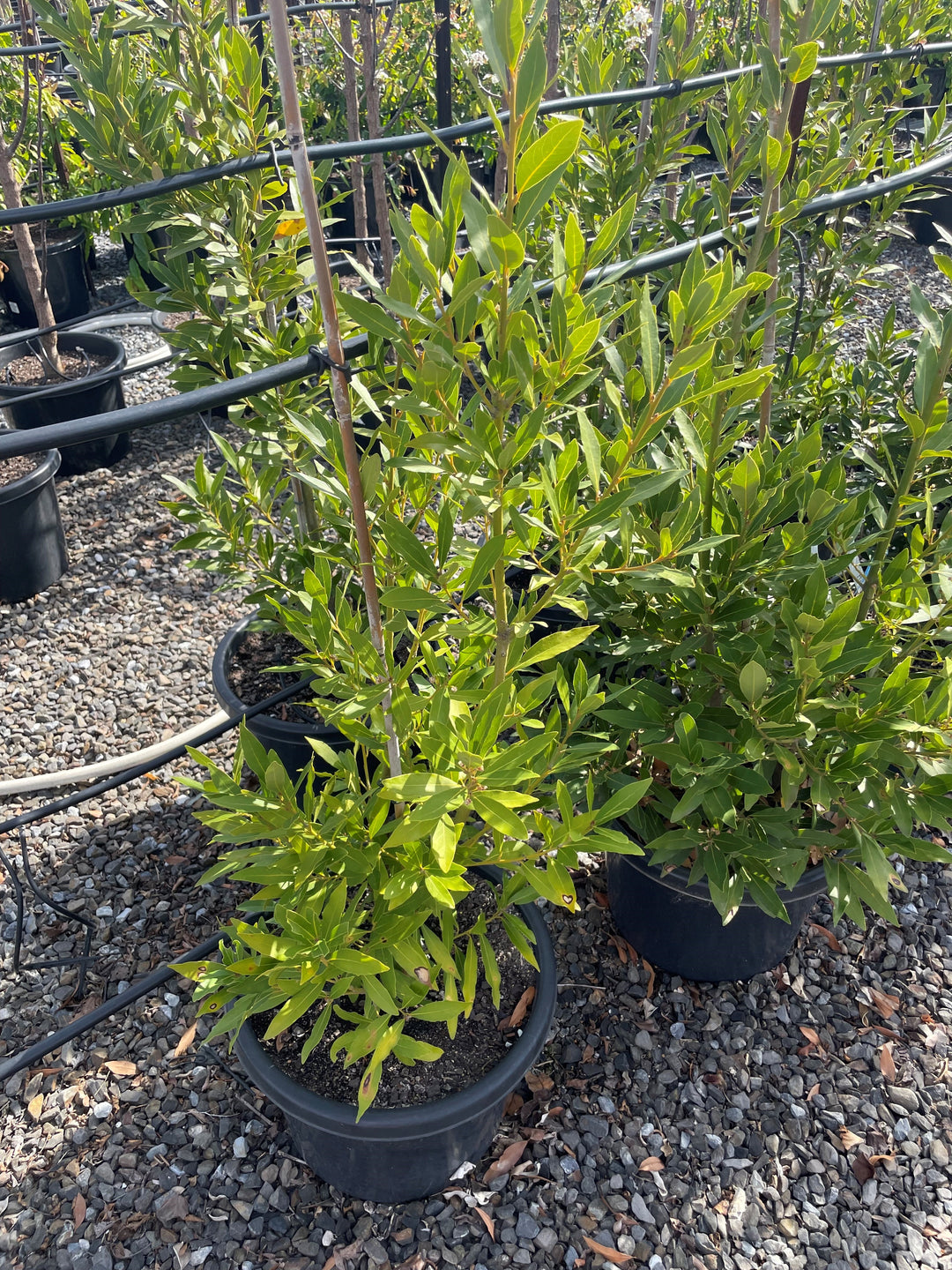 Laurus Nobilis 400mm Pot for sale Adelaide Plant Co