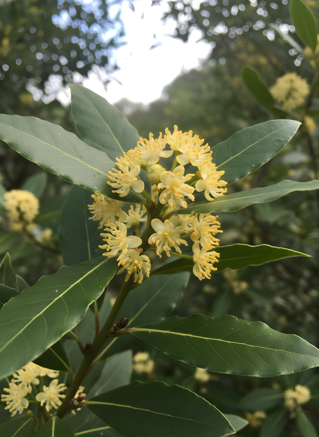 Laurus Nobilis 140mm Pot for sale Adelaide Plant Co