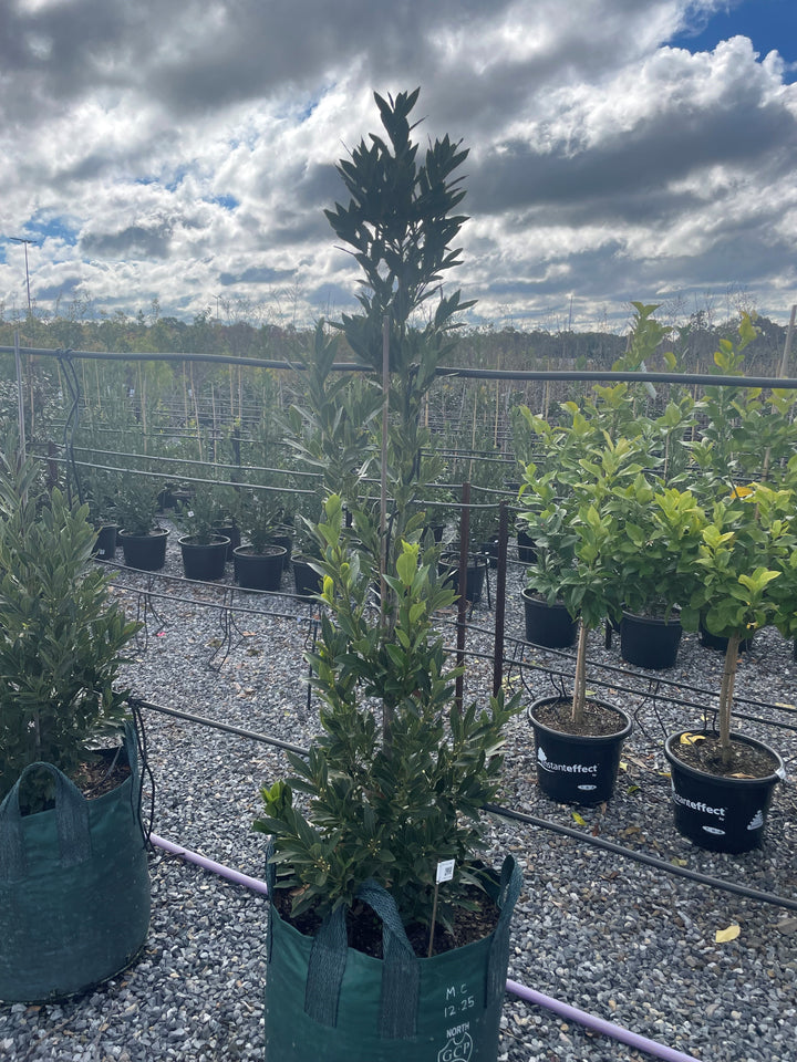 Laurus Nobilis &