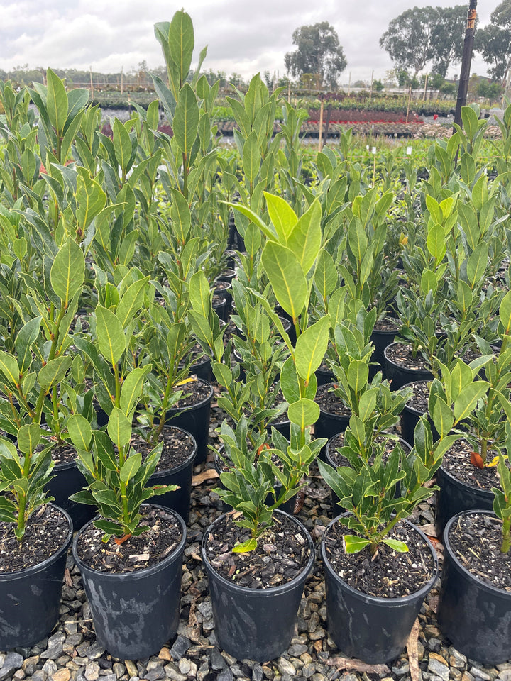 Laurus Nobilis &